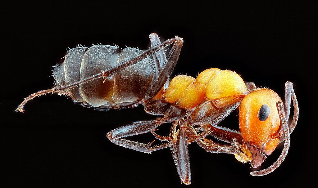 Ant Control service in Eugene, OR