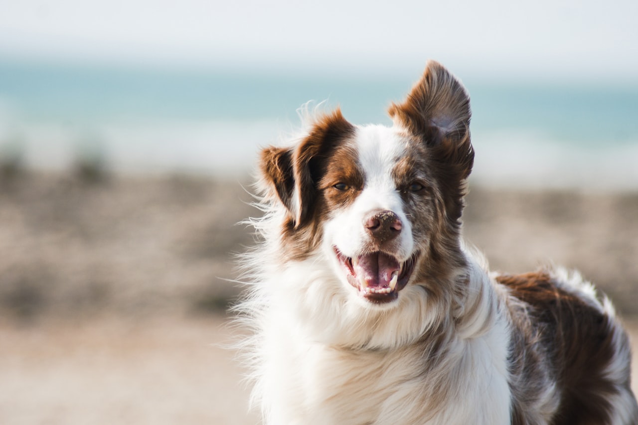 Flea & Tick Control service in Eugene, OR