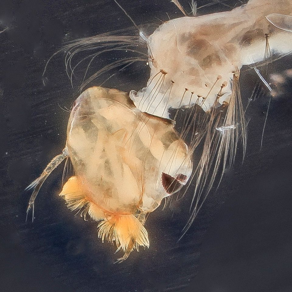 Mosquito Control service in Eugene, OR