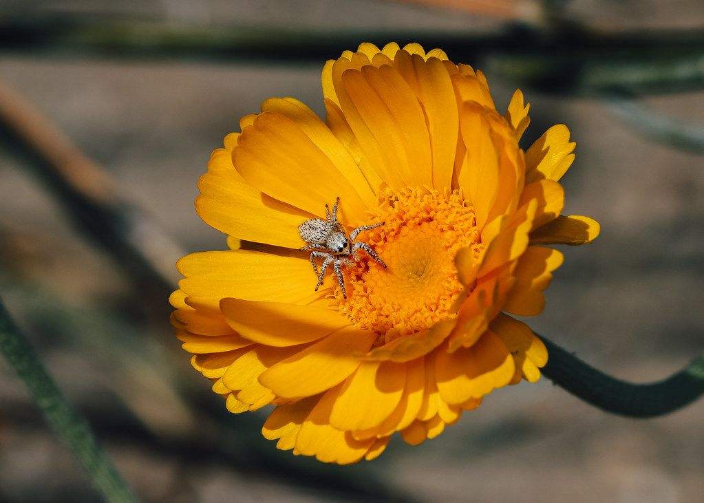 Spider Control service in Eugene, OR